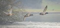 Panoramic close up of three Mallards flying low over water