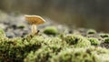 Panoramic closeup shot of a mushroom growing in the forest Royalty Free Stock Photo