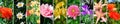 Panoramic collage of garden flowers. Skinali. Wide photo
