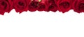 Panoramic collection of fresh red roses isolated on white background. Royalty Free Stock Photo