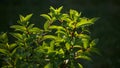 Panoramic colorful nature background. young bright green leaves of panicle hydrangea close-up on a dark background. summer garden