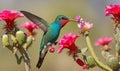 Broad Billed Hummingbird Royalty Free Stock Photo