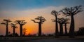 Baobab Trees Royalty Free Stock Photo