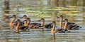 Raft Of Wandering Whistling Ducks Royalty Free Stock Photo