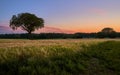 Panoramic countryside landscape with lonely tree against beautiful sunset