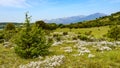 Panoramic countryside with many white and yellow wildflowers and mountains in the background Royalty Free Stock Photo