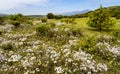 Panoramic countryside with many white and yellow wildflowers and mountains in the background Royalty Free Stock Photo