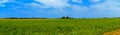 Panoramic countryside wide view with trees behind. Rural summer