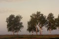 Panoramic early morning view of wetlands and meadows under dawn fog by the Biebrza river in Poland Royalty Free Stock Photo