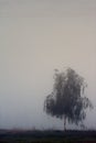 Panoramic early morning view of wetlands and meadows under dawn fog by the Biebrza river in Poland Royalty Free Stock Photo