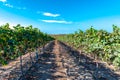 Panoramic of an Ecuadorian vineyard crop