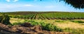 Panoramic of an Ecuadorian vineyard crop