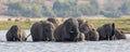 Panoramic elephant crossing in south Africa