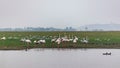 Panoramic Evening Bird Photo At Bhigwan Bird Sanctuary