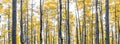 Panoramic fall landscape of aspen tree forest with yellow leaves against white sky background in Colorado Royalty Free Stock Photo