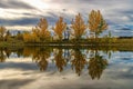 Panoramic Fall Reflections On A Cochrane Lake Royalty Free Stock Photo