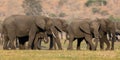 Panoramic of family of elephants