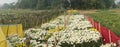 Panoramic field of budding Chrysanthemums, Chandramalika, Chandramallika flowers