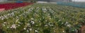 Panoramic field of budding Chrysanthemums, Chandramalika, Chandramallika, mums , chrysanths,