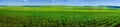 Panoramic field of corn crops