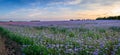 Panoramic Field of Phacelia