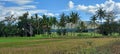 Panoramic field of rice and coconut garden cloudy sky with mountains in distance