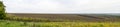 Panoramic field of sunflowers and plowed land