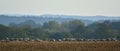 Panoramic of a flock of cranes standing on a yellow grassland