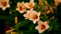 Panoramic floral banner. beautiful large orange daylily flowers surrounded by emerald greenery in the summer garden. nature Royalty Free Stock Photo