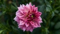 Panoramic floral banner. large dahlia flower on a blurred green background in the summer garden. beautiful lush flower of pink