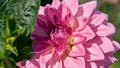Panoramic floral banner. large dahlia flower on a blurred green background in the summer garden. beautiful lush flower of lilac