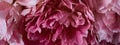 Panoramic floral banner. pink peony petals close-up. flower texture in macro photo. moody floral, dark key