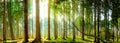 Forest sunshine Royalty Free Stock Photo