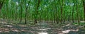 Panoramic Forest