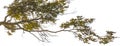 Panoramic forest tree detail isolated photo Royalty Free Stock Photo