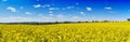 Panoramic golden rape fields. Beautiful blooming rapeseed flowers Royalty Free Stock Photo