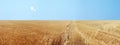 Panoramic Golden Wheat Fields
