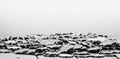 Panoramic grayscale closeup of a pile of poker chips on the table Royalty Free Stock Photo