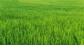 Panoramic green grass fields. Grass backgrounds