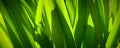 Panoramic Green Nature Spring Summer Background