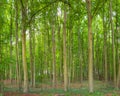 Panoramic Green woods in Tervuren park Royalty Free Stock Photo