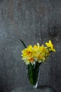 Panoramic grunge background with yellow daffodil flowers. Pattern with a bouquet of daffodils flowers on a dark