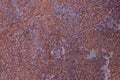 Panoramic grunge rusty metal texture, rust and oxidation metal background. Old metal iron panel. Royalty Free Stock Photo