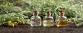 Panoramic header of three essential oil bottles with fresh blooming Santolina plant