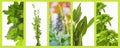 Panoramic herb banner background Royalty Free Stock Photo