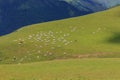 Panoramic of herd of cows grazing on green meadow Royalty Free Stock Photo