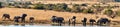 Panoramic of a herd of elephants with calves at a dam Royalty Free Stock Photo