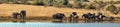 Panoramic of a herd of elephants with calves at a dam Royalty Free Stock Photo