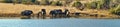 Panoramic of a herd of elephants with calves at a dam Royalty Free Stock Photo