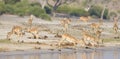 Panoramic of herd of gazelles at river Royalty Free Stock Photo